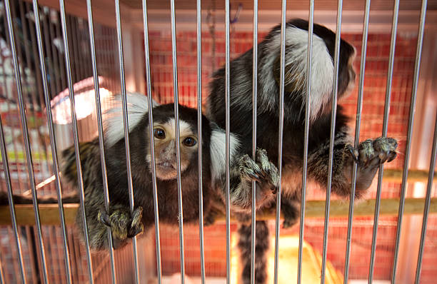 Curious marmoset Monkey in cage