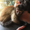 BUY CAPUCHIN MONKEY THIGACHICO FOR SALE