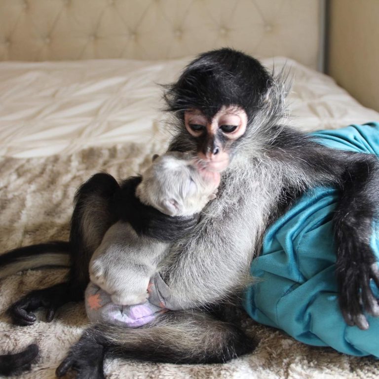 Buy Spider Monkeys Buy Spider Monkeys For sale Anise