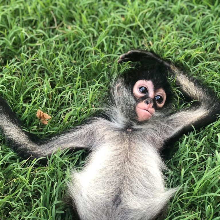 Buy Spider Monkeys Buy Spider Monkeys For sale Anise
